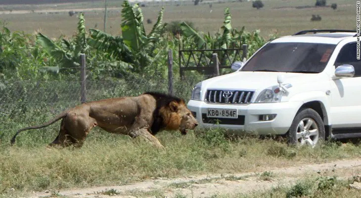 Matan a tiros al león Mohawk en Kenya tras atacar a un hombre