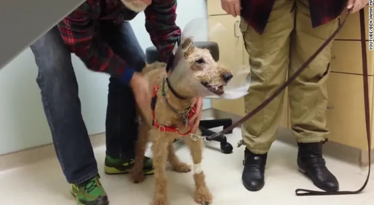 Emocionante video del momento en que un perro que era ciego ve a su familia tras cirugía