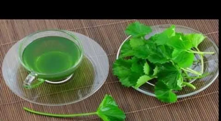 Antibiótico natural para infecciones de vejiga y riñones