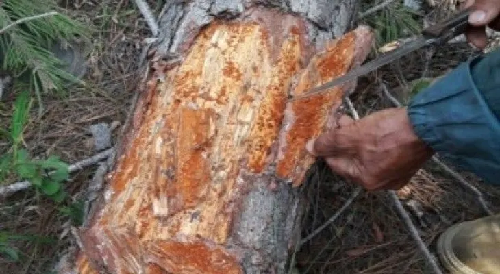 Cámara Forestal Dominicana reclama al Estado combatir plaga en bosques de pino