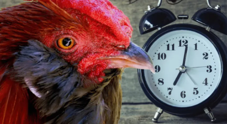 Aplazan juicio de un gallo francés acusado de cantar demasiado temprano
