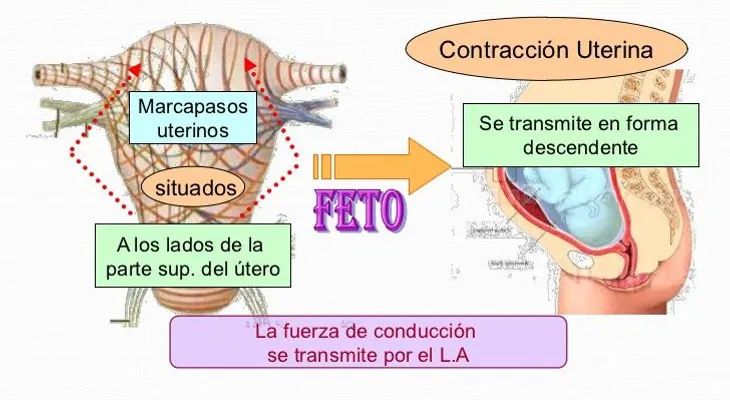 Cómo se producen las contracciones uterinas