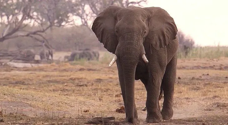 ¿Sexta extinción? En 2020, dos tercios de los animales se habrán extinguido, según WWF