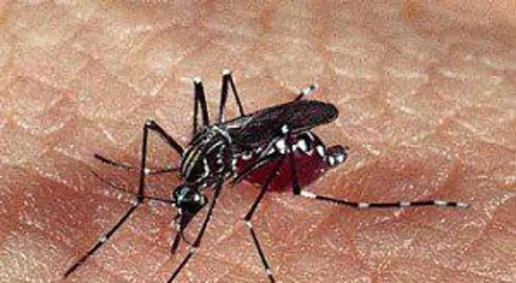 El Cardenal dice que el problema del dengue hay que darle una respuesta rápida y responsable