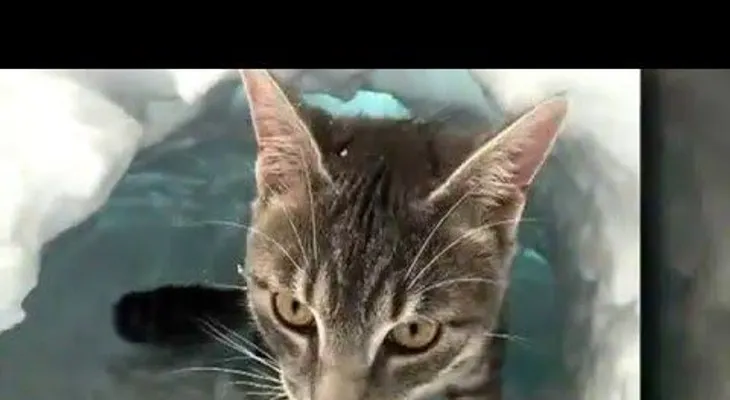 Un gato se hace un iglú tras una tormenta de nieve (VIDEO)