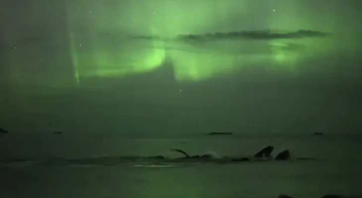 La majestuosidad de la naturaleza: ballenas nadan bajo la aurora boreal