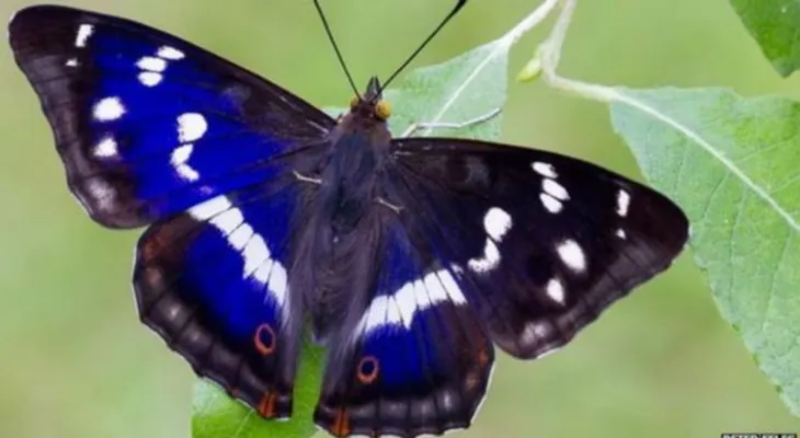 La sorprendente y efímera mariposa que come carne