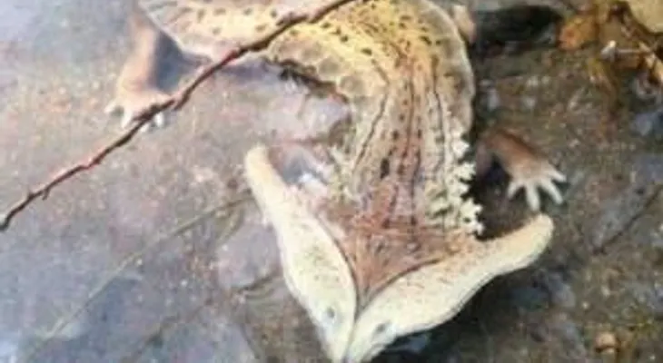 Encuentran animal extraño en la presa de Monción