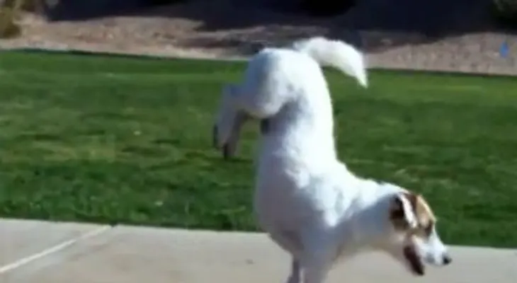 Perro acrobata (Video) 