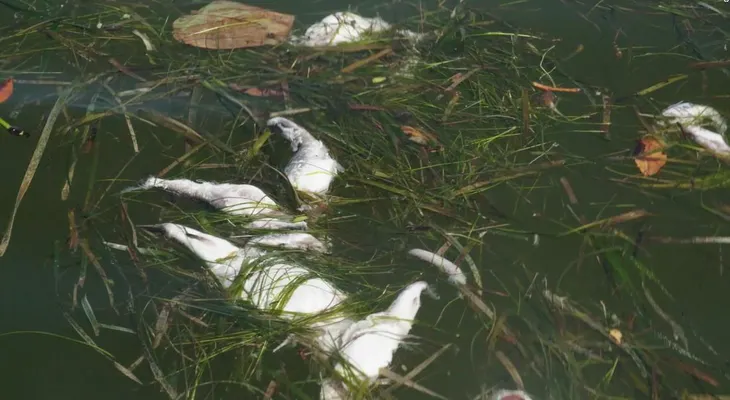El problema de las algas tóxicas de Florida y tu salud