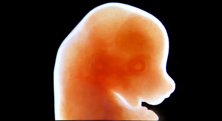 Japón aprueba crecimiento de embriones híbridos entre roedores y humanos
