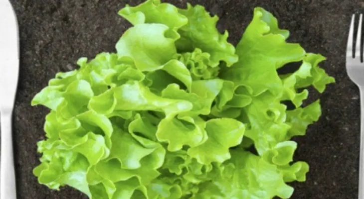 Consejos nutricionales para vegetarianos y veganos deportistas