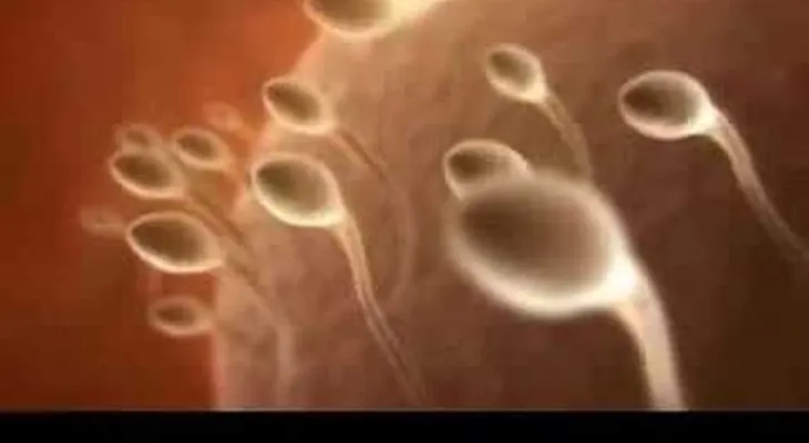 Espermatozoide fecunda ovulo