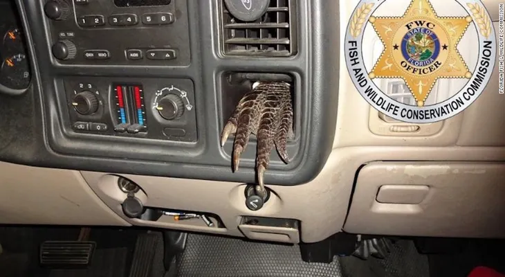 Hallan partes de caimán esparcidas dentro de un camión
