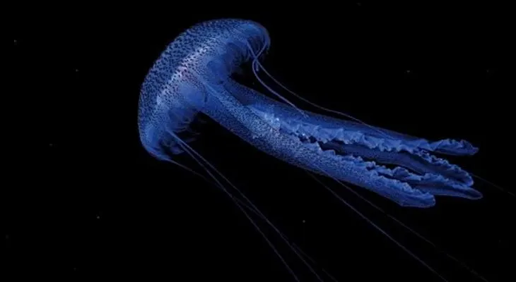 ¿Tienen las medusas el secreto de la vida eterna?
