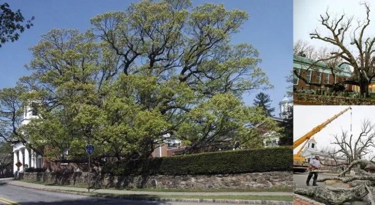 Muere icónico roble de 600 años donde se sombreó George Washington en Nueva Jersey 