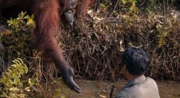 Foto viral de arangután dándole la mano a un hombre, ¿Puedo ayudarte? 