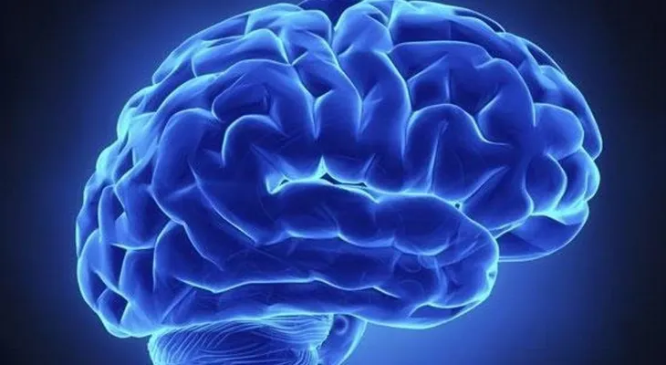 Hallan una nueva forma de transportar eficazmente fármacos al cerebro