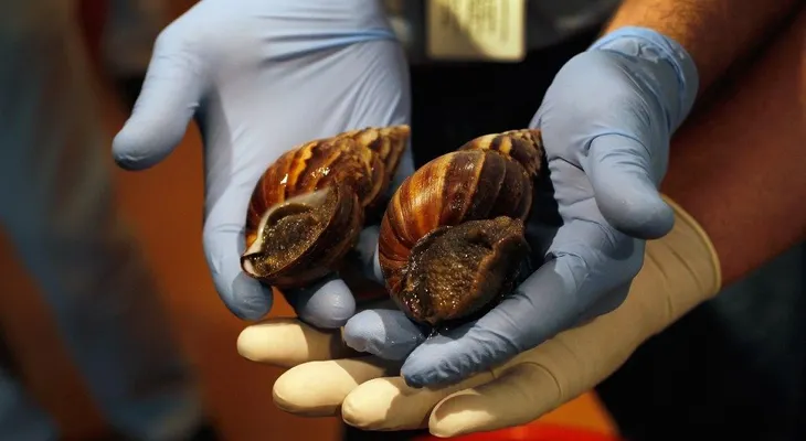Expertos mexicanos estudian veneno de caracol para combatir dolor crónico