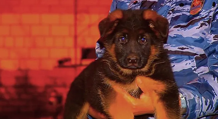 Rusia regala un cachorro de pastor a la Policía que emociona a la Red (VIDEO)