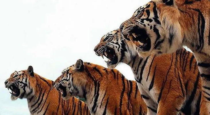 Sacrifican tigres para entretener a chinos ricos
