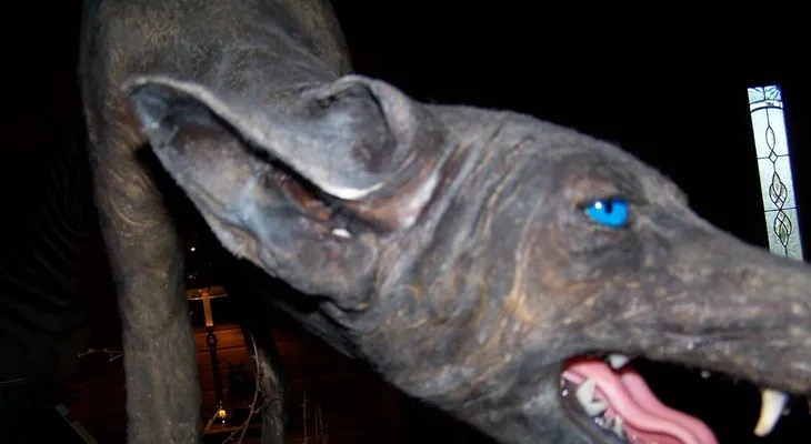 Se arma un juidero" por el alegado chapacabras que mata animales en Barahona