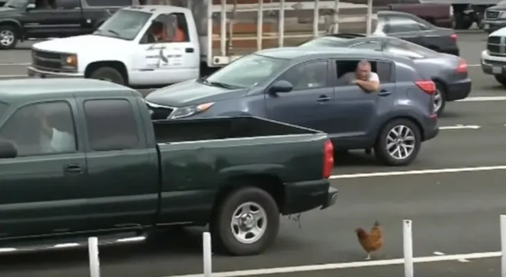 Una gallina causa demoras en el tráfico en un puente de San Francisco