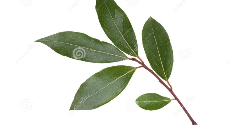 Prende una hoja de laurel, si quieres quitar el estrés de tu hogar 