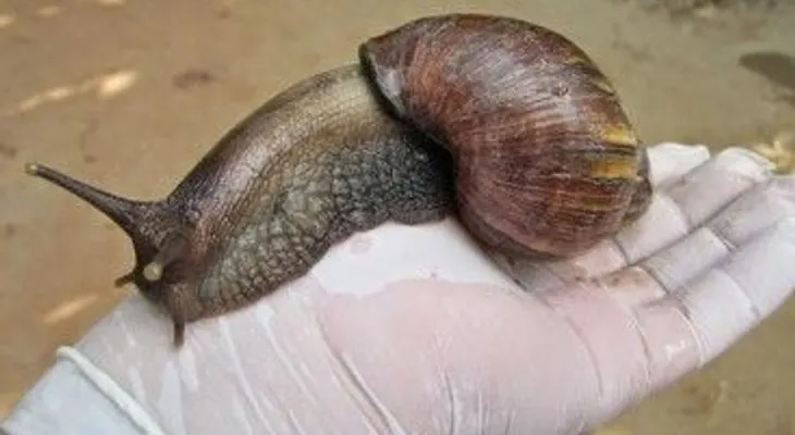  Ministerio de Salud toma medidas contra presencia dañino caracol gigante africano 