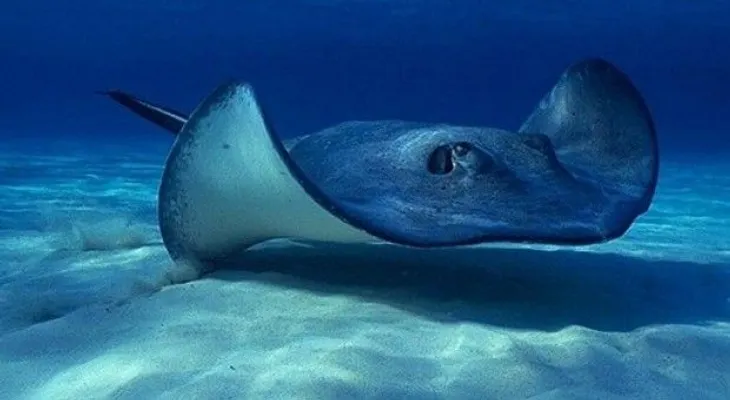 Mueren 54 mantarrayas en zoológico de suburbio de Chicago 