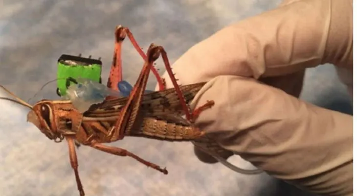 Langostas cyborg: El proyecto de los insectos capaces de detectar bombas