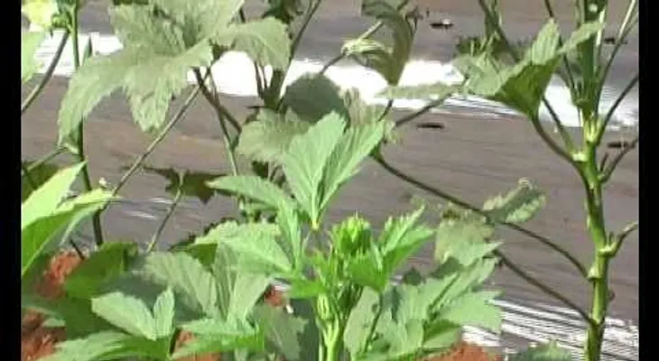No sabías que el molondrón tuviera tantos beneficios para la salud. Increíble (VIDEO)