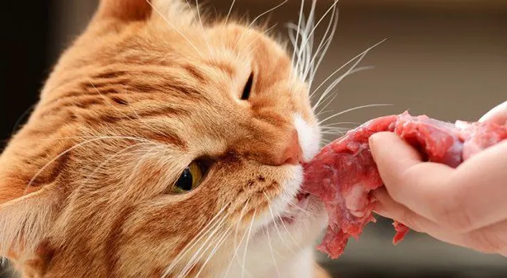 14 Alimentos que no debes dar a tus mascotas