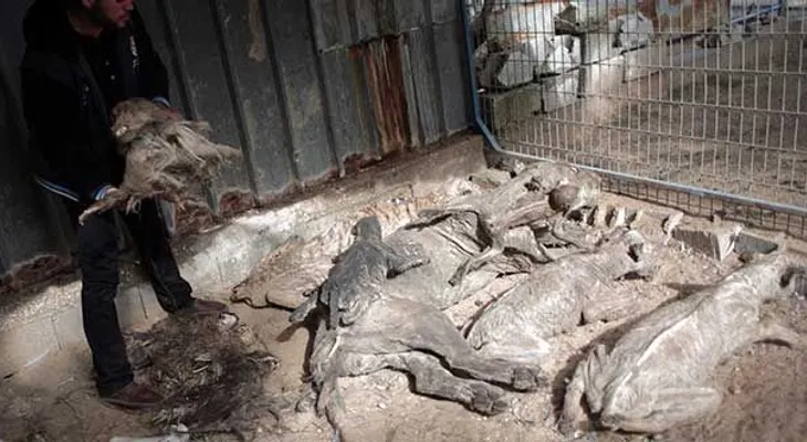 Animales en zoológico de Gaza mueren de hambre y enfermedades
