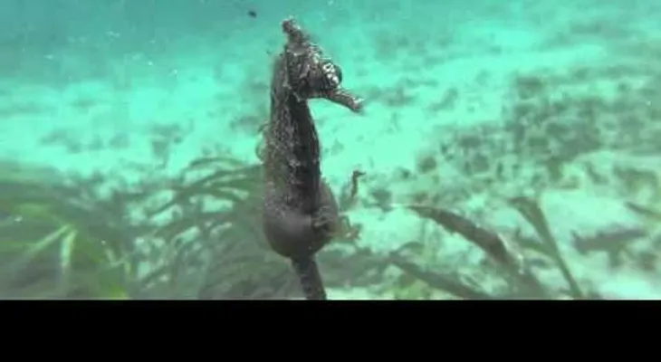 Caballito de mar en vía de extinción es captado dando a luz (VIDEO)