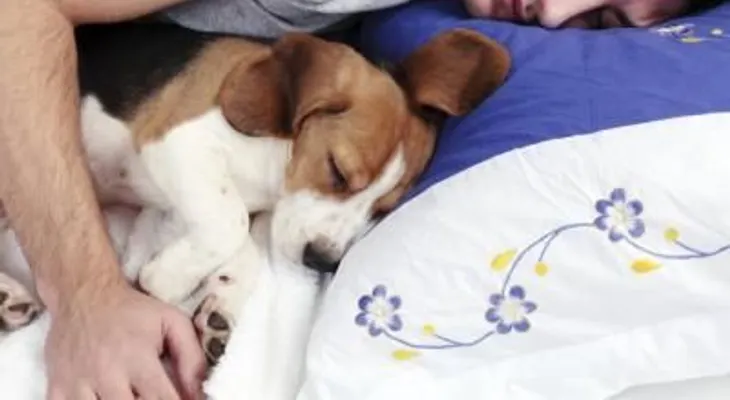 Dormir con perros mejora la calidad del sueño
