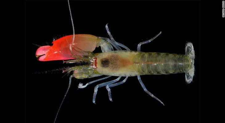 Descubren nueva especie de camarón que produce un sonido asesino y lo bautizan Pink Floyd