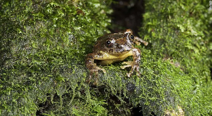 Encuentran especie de rana de árbol que se creía que había desaparecido