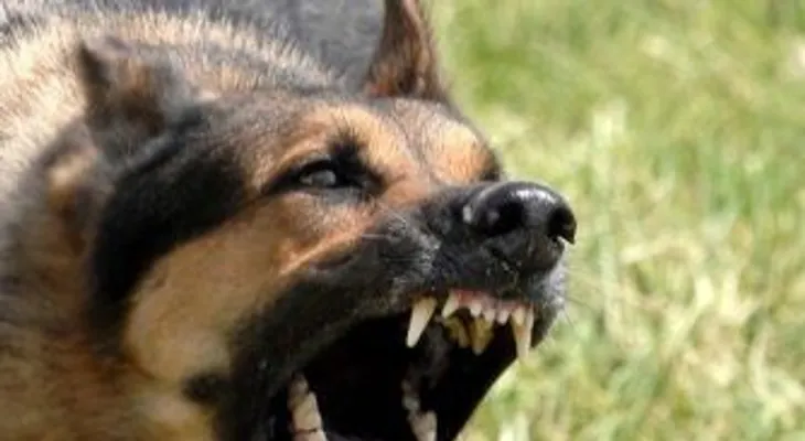 Ministerio de Salud reporta caso de rabia en hombre mordido por perro 