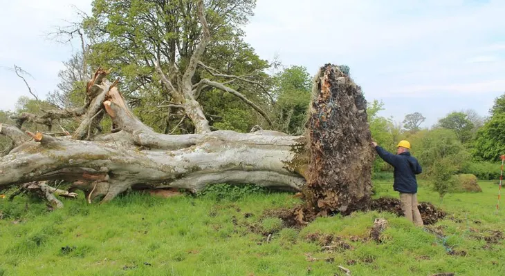 Árbol caído en Irlanda revela un esqueleto de hace 1.000 años