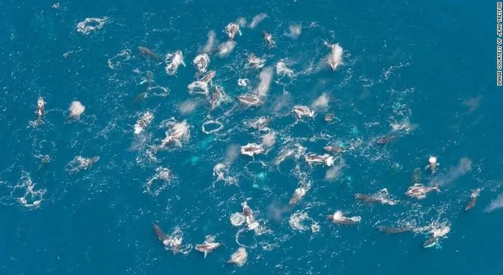 Las ballenas jorobadas están actuando muy extraño y los científicos quieren saber por qué
