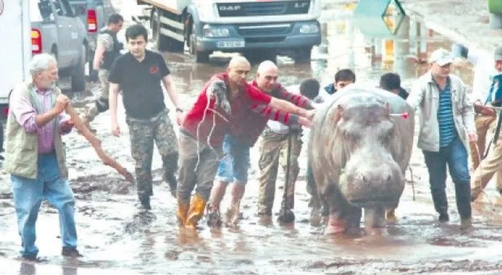 Inundaciones en Georgia; escapan animales del zoo