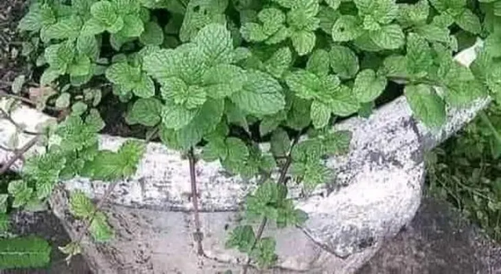 Agua de hierbabuena con limón