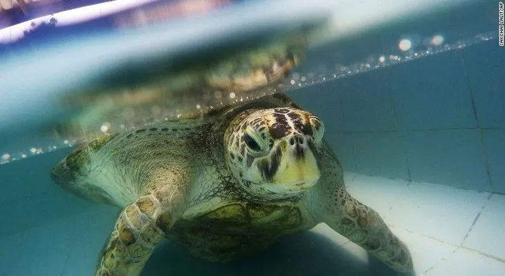La tortuga que se tragó 915 monedas murió tras la operación