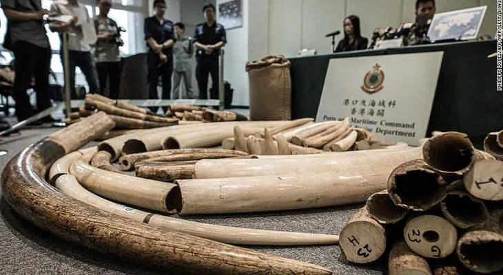 Marfil en Hong Kong: el gobierno eliminará gradualmente el comercio legal