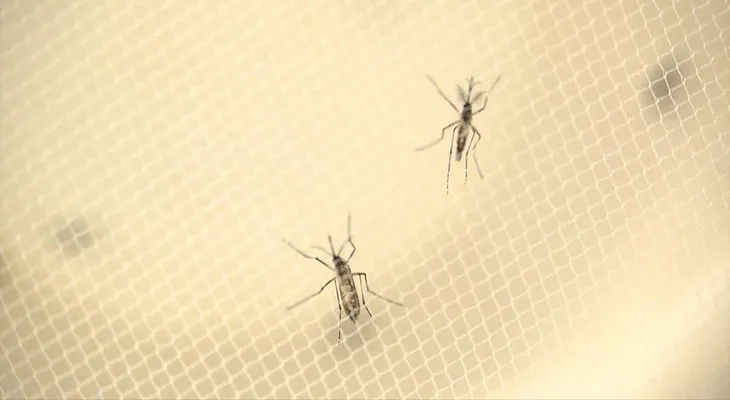 Los CDC actualizan sus recomendaciones sobre el virus del Zika