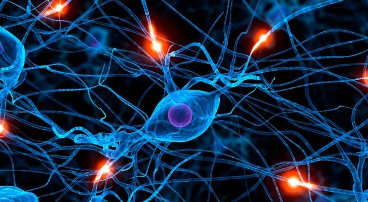  La neurociencia da pasos agigantados en la investigación de células cerebrales 