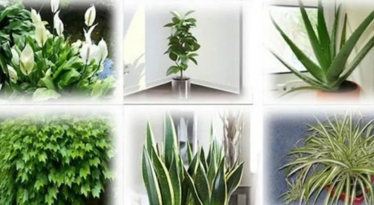 Estas plantas son bombas de oxígeno. Deberias tenerlas en tu casa para limpiar el aire interior