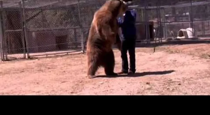 Un oso mata a un hombre  (VIDEO)
