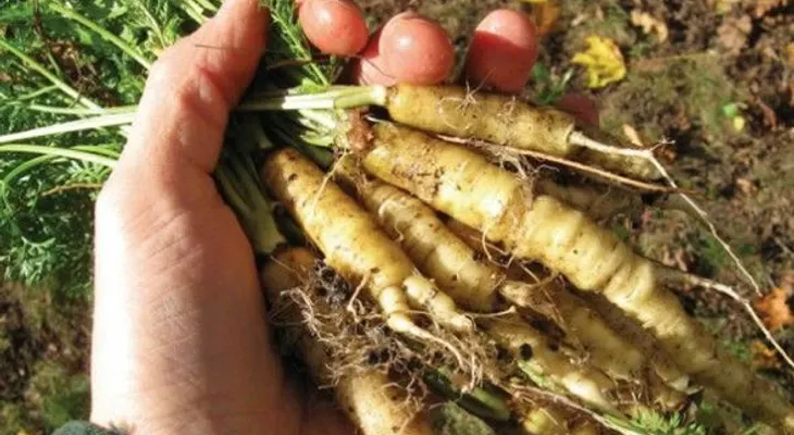 Estudio descarta riesgos de cultivos transgénicos